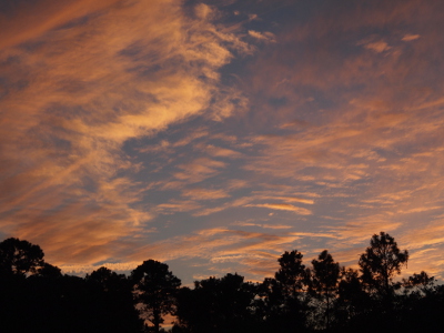 [The image is 80% sky which is patterned with white-yellow clouds dispersed in small even segments across the sky above the darkness of the tree below.]